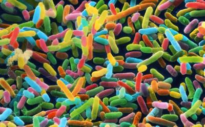 Gut bacteria
